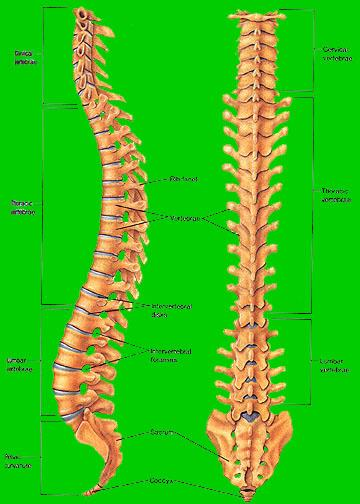 Σπονδυλική στήλη Τρεις μοίρες: Αυχενική, Θωρακική και Οσφυϊκή.