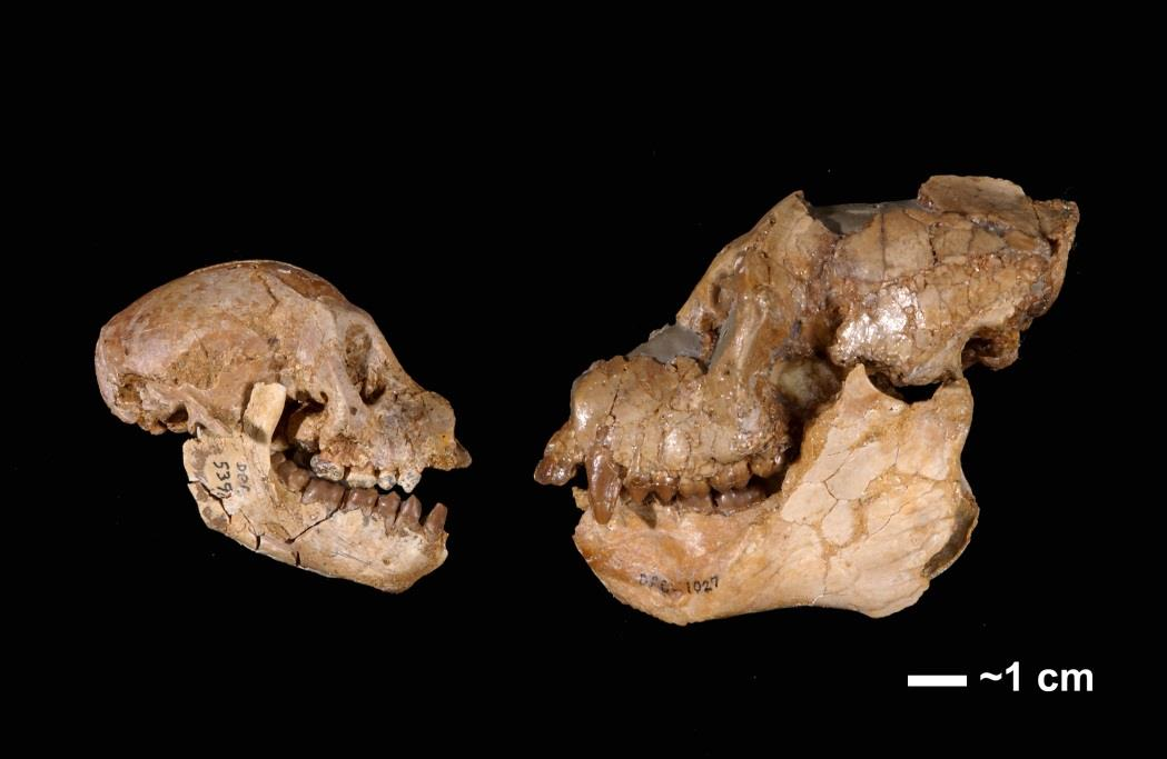 Aegyptopithecus zeuxis (Catarrhini, Propliopithecidae) Ηλικία: 35-33 εκατ. έτη, Κατώτερο Ολιγόκαινο Έντονος φυλετικός διμορφισμός στους κυνόδοντες και το σωματικό μέγεθος. Το βάρος έφτανε τα 7 κιλά.