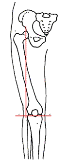 Μηριαίο οστό δίποδων και τετράποδων Ανθρωπιδών Πόδι Ανθρωποειδούς πιθήκου Στους τετράποδους Ανθρωπίδες η κεφαλή του μηριαίου είναι σε ευθεία με τον έσω κόνδυλο, στην εσωτερική πλευρά του γονάτου.
