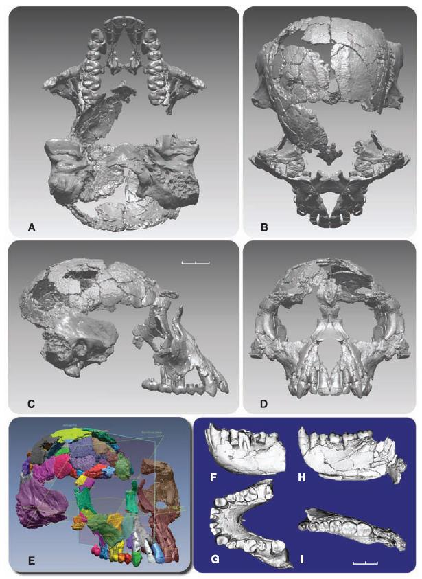 Σύγκριση κρανίου χιμπατζή (δεξιά) και του Ardipithecus ramidus