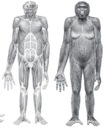 Καλλιτεχνική αναπαράσταση που δείχνει το μυϊκό σύστημα, το σώμα και το σκελετό του