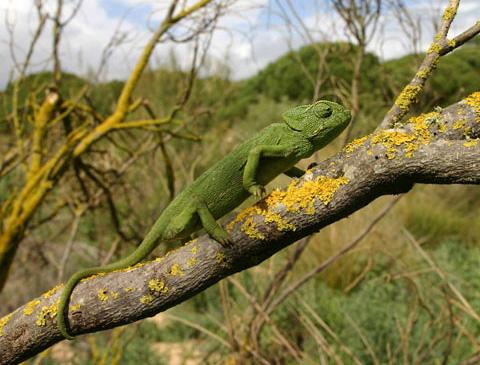 ΙΙΙ. Οικογένεια: Chamaeleonidae Είδος: Chamaeleo chamaeleon Κοινή ονομασία: Χαμαιλέοντας Πρόκειται για σπάνιο είδος, το οποίο συναντάται στη Σάμο στη Χίο και στην Κρήτη.