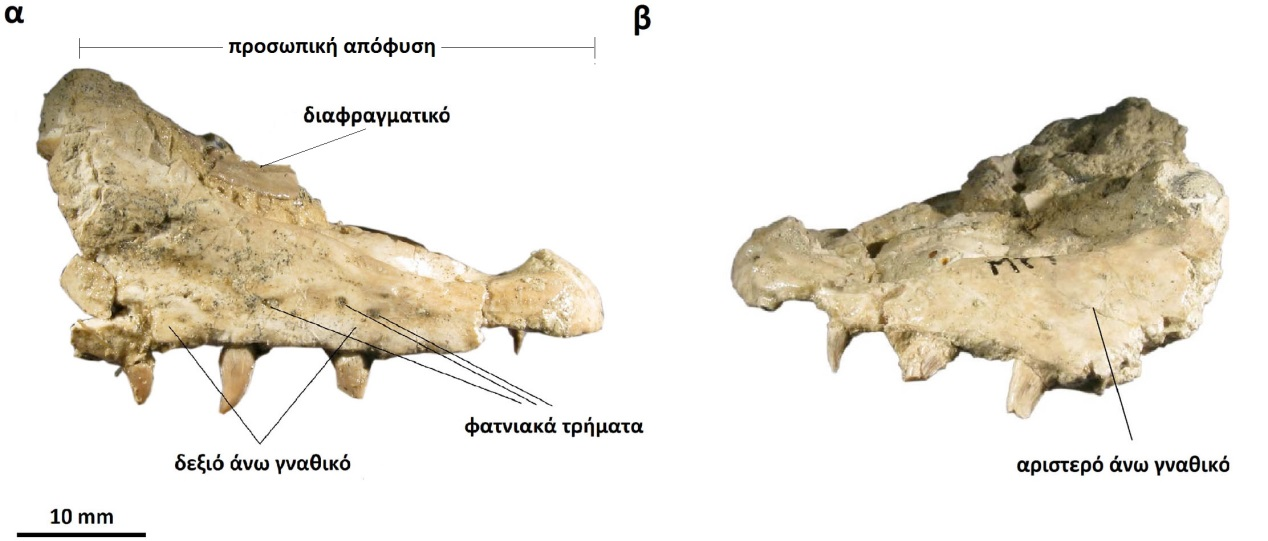 Εικ.6.2. Varanus marathonensis, Μυτιληνιοί 3 (ΜΥΤ), Σάμος. Τμήμα κρανίου ΜΥΤ-130, α) δεξιά πλάγια όψη, β) αριστερή πλάγια όψη. Στην κοιλιακή όψη διακρίνονται συνολικά έξι μερικώς διατηρημένα δόντια.