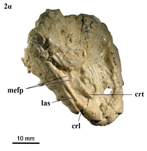 Εικ. 7.2.1. Varanus marathonensis WEITHOFER, 1888.