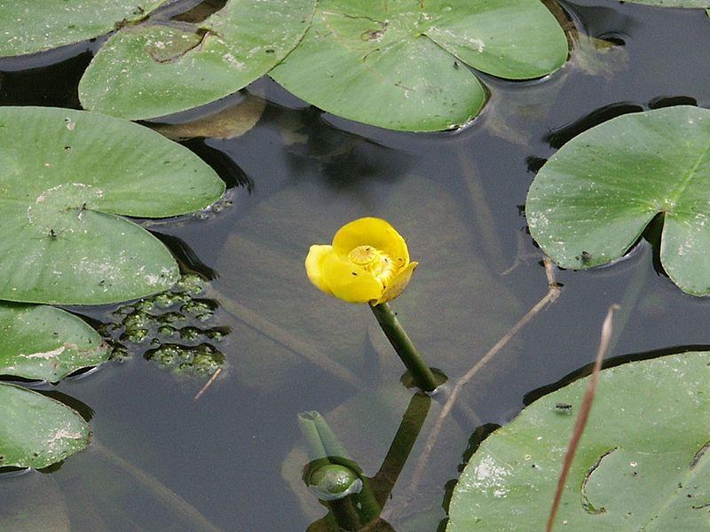 Nuphar