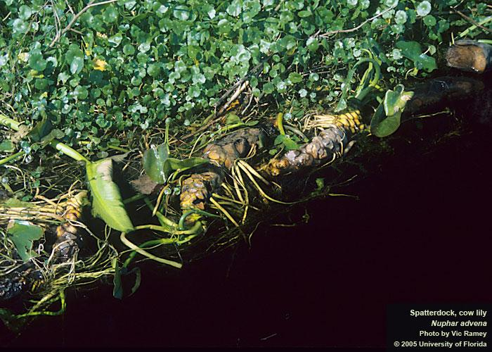 Nuphar luteum, Nymphaeaceae Nymphaea alba και Nuphar lutea Χρησιμοποιούνται στη λαϊκή