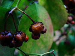 Euonymus europaeus, Celastraceae Τα σπέρματα είναι τοξικά (Ο.Α.