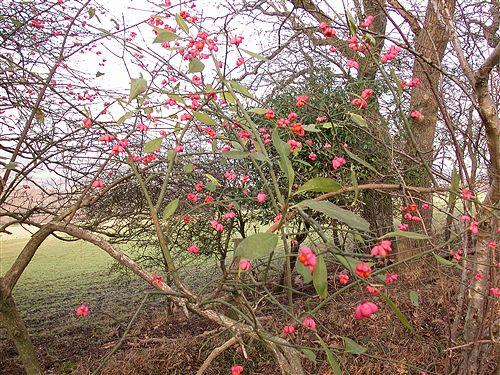 Euonymus europaeus, Celastraceae Δεν έχει θεραπευτική χρήση