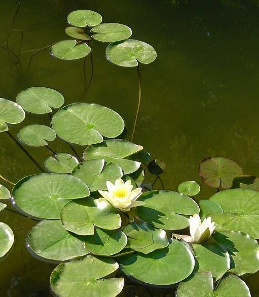 Nymphaea alba,