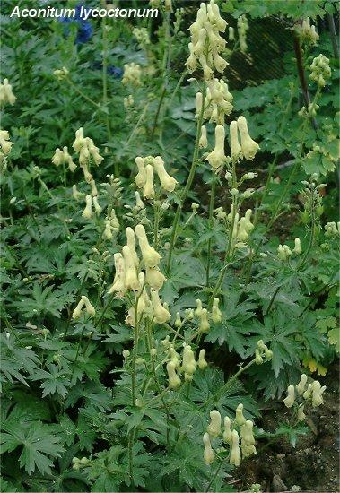 Οικογένεια Ranunculaceae Γένος Aconitum Aconitum napellus,