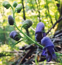 Aconitum napellus,