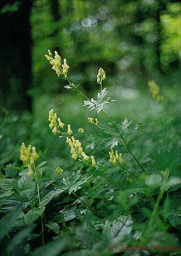 Aconitum