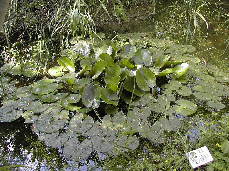 Nymphaea