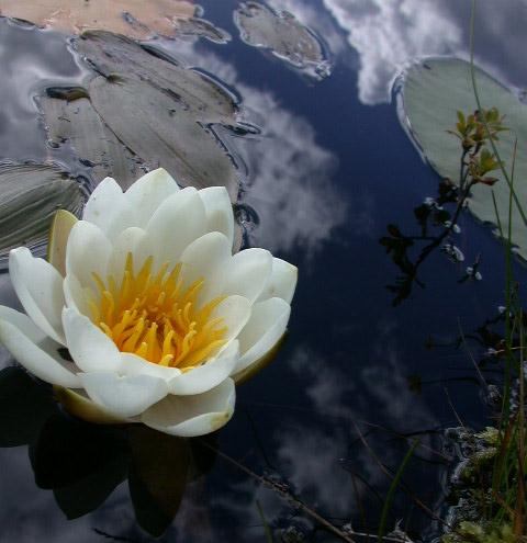 Nymphaea alba, Nymphaeaceae Το ρίζωμα περιέχει σεσκιτερπενικά αλκαλοειδή C15 Χρήση στη