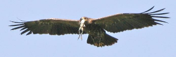 ακτυλιώσεις πουλιών στο έλτα Έβρου Εδώ και πολλά χρόνια πραγµατοποιούνται δακτυλιώσεις πουλιών στο έλτα του Έβρου.