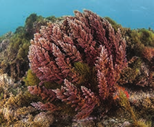 3 Θαλάσσιο περιβάλλον και αναγκαιότητα προστασίας θαλάσσιων οικότοπων μοναδικής αξίας και σημασίας όπως τα λιβάδια της ποσειδωνίας (Posidonia oceanica), του ενδημικού φυτού της Μεσογείου, αλλά και