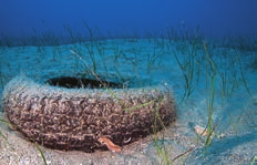 6 Λιβάδια ποσειδωνίας (Posidonia oceanica (L.