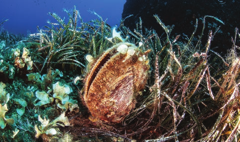 6 Λιβάδια ποσειδωνίας (Posidonia oceanica (L.