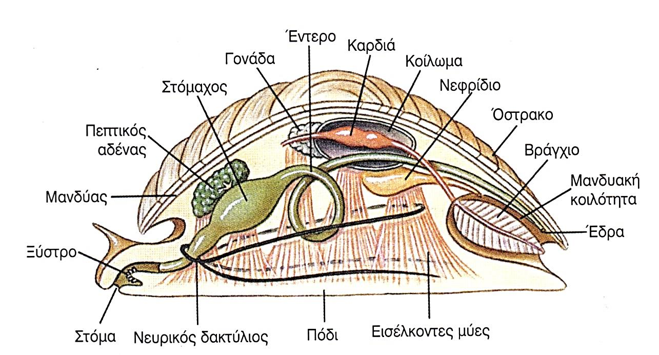 Γενικευμένο Μαλάκιο (3) 24