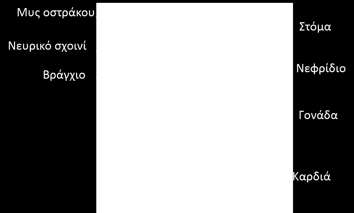 Εσωτερική δομή Μονοπλακοφόρου 37