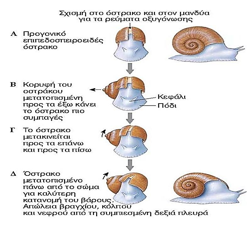 Περιέλιξη 46 Ενότητα