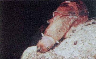 Σαρκοφάγο Γαστερόποδο 2/2 56 57 Το Γαστερόποδο Conus