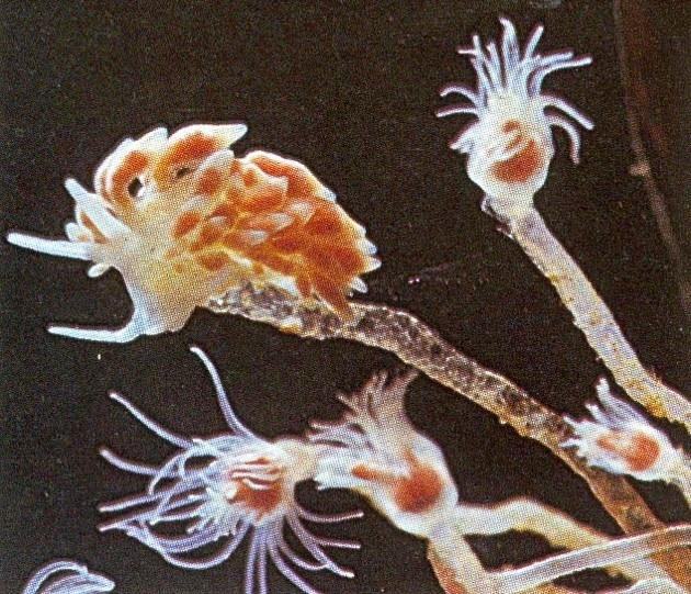Γυμνοβράγχιο Trinchesia aurantia Γυμνοβράγχιο τρεφόμενο από