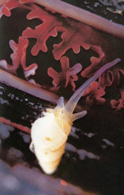 Γαστερόποδο Odostomia Το Γαστερόποδο Odostomia περνά την προβοσκίδα του ανάμεσα στις