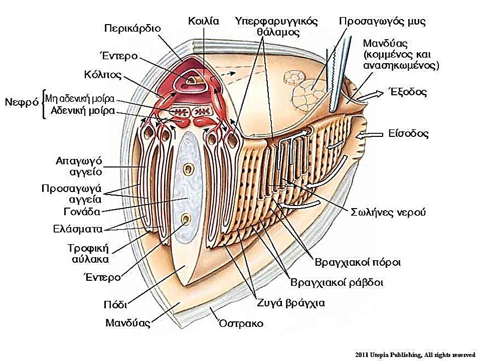 Τομή στην περιοχή της καρδιάς Διθύρου