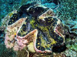 Η γιγαντιαία αχιβάδα Tridacna gigas 96 97 Διακρίνεται η άκρη του μανδύα.