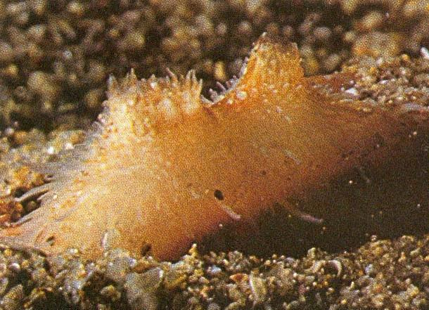 Σίφωνες του Cardium crassum 105