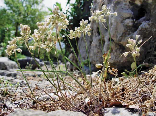 ρεασθούν αρνητικά από τις ανθρώπινες δραστηριότητες, αλλά και την ανεξέλεγκτη βόσκηση.