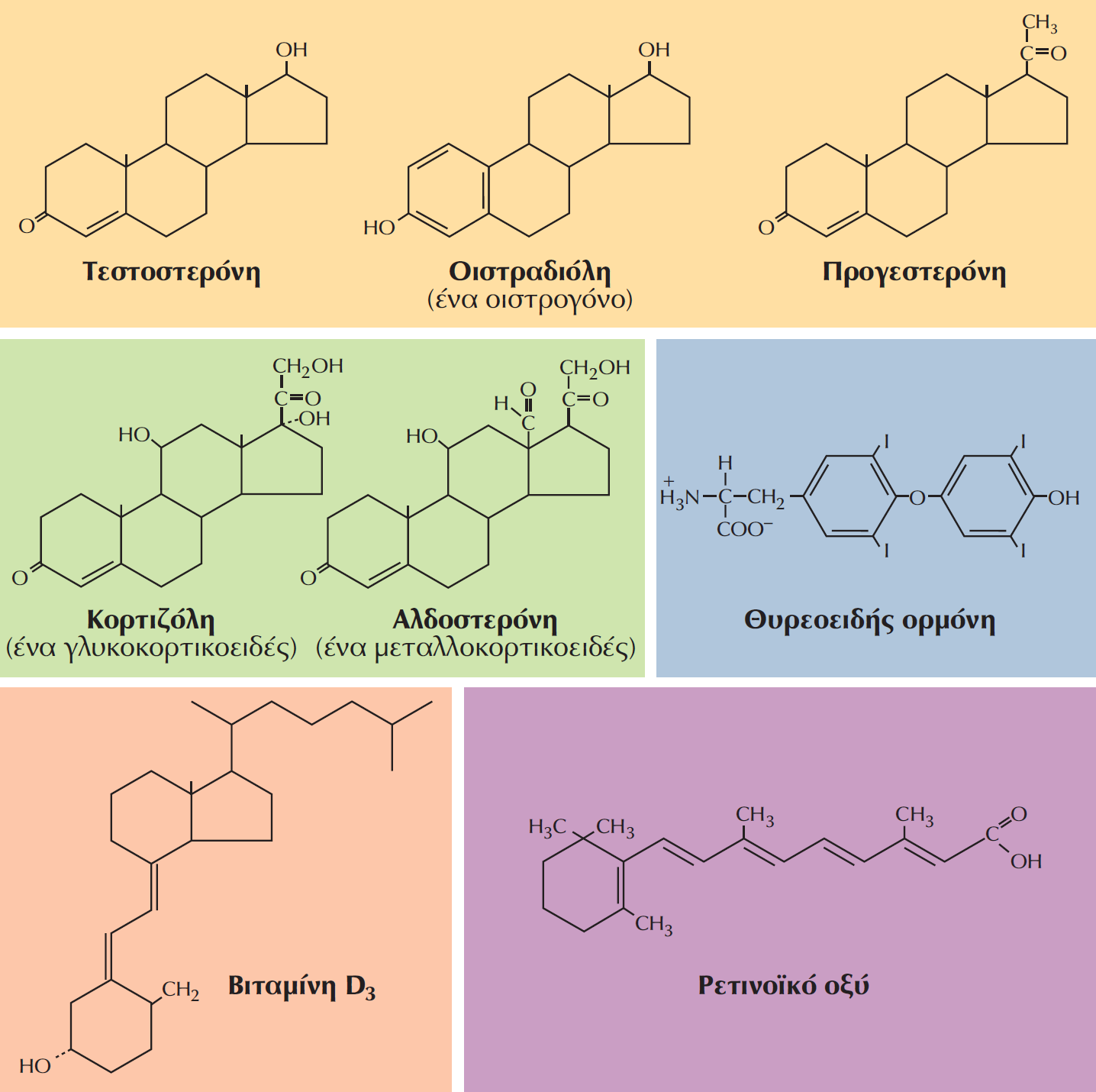 Δομές των στεροειδών ορμονών, της θυρεοειδούς ορμόνης, της βιταμίνης D3 και του ρετινοϊκού οξέος.