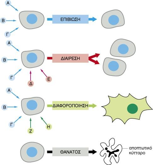 Στους πολυκύτταρους οργανισμούς οι θεμελιώδεις κυτταρικές
