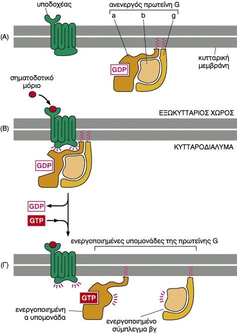Οι τριμερείς G πρωτείνες ενεργοποιούν