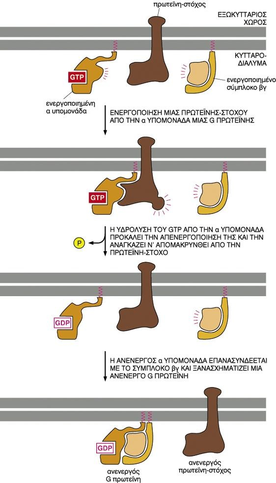 Ρύθμιση της ενεργότητας