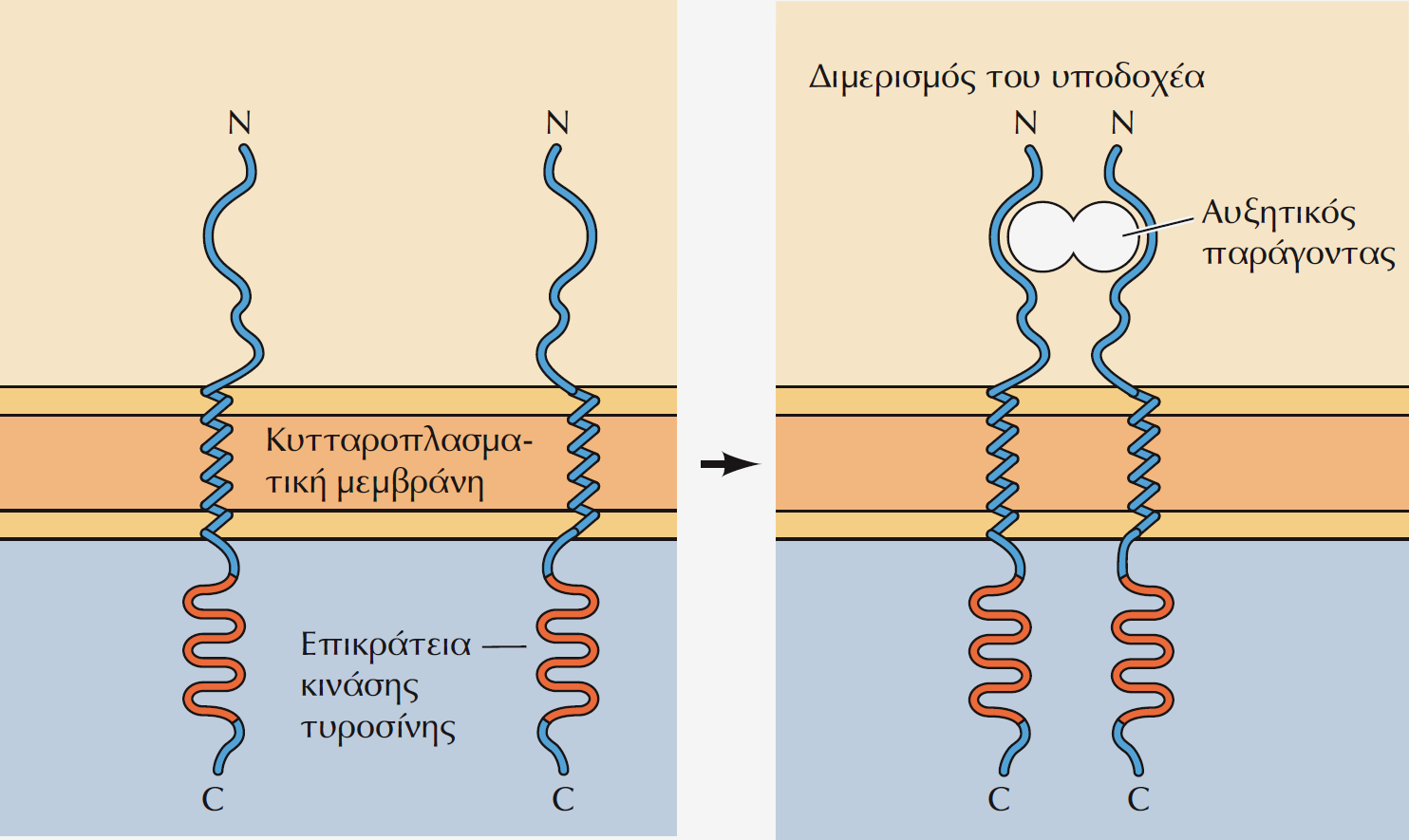 Διμερισμός και αυτοφωσφορυλίωση των υποδοχέων-πρωτεϊνικών κινασών τυροσίνης.