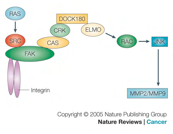 FAK και καρκίνος Εικόνα 62. Μεταγωγή σηµάτων από την FAK επάγει την έκφραση γονιδίων που κωδικοποιούν τις µεταλλοπρωτεϊνάσες (MMPs) (Hauck et al., 2002).