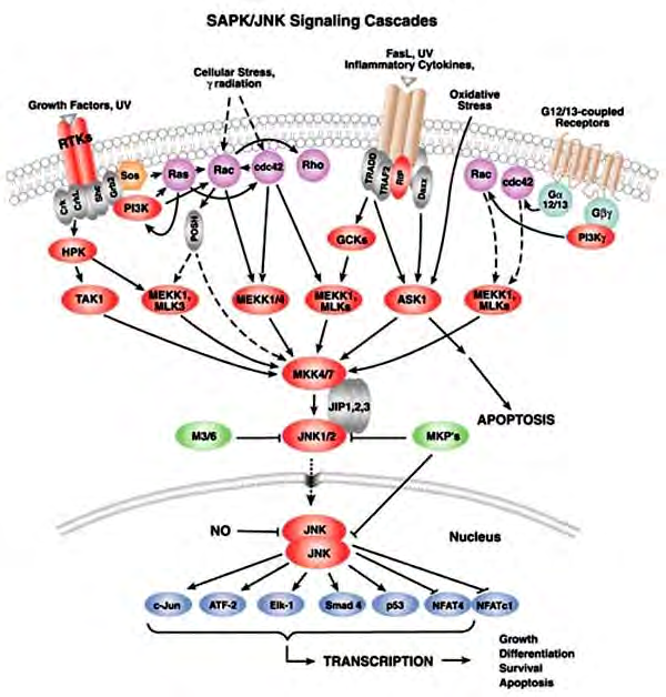 MAPKs ενεργοποιείται από µιτογόνους παράγοντες όπως EGF, PDGF και FGF. Αντίθετα, η JNK ενεργοποιείται ισχυρά από µια µεγάλη ποικιλία βλαπτικών για τα κύτταρα παραγόντων.
