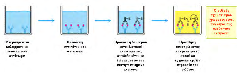 Υλικά και Μέθοδοι περιγράφηκε στην έµµεση ELISA. Σε αυτή την περίπτωση, η έκταση της αντίδρασης είναι άµεσα ανάλογη µε το ποσό του αντιγόνου που είναι παρόν.