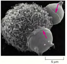 Αποκρίσεις Αιµοκυττάρων 2000) (Εικόνα 9).