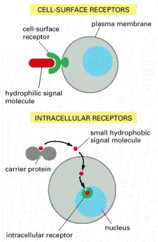 Κυτταρική Επικοινωνία Εικόνα 13. Η πρόσδεση των εξωκυτταρικών σηµατοδοτικών µορίων γίνεται µε υποδοχείς που βρίσκονται στην κυτταρική επιφάνεια ή µε ενδοκυτταρικούς υποδοχείς.