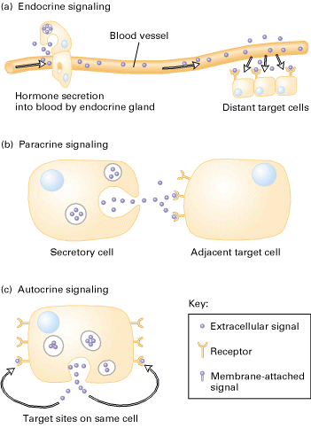 Κυτταρική Επικοινωνία Μηχανισµοί κυτταρικής επικοινωνίας ιακρίνουµε 3 τρόπους µε τους οποίους επιτυγχάνεται η κυτταρική επικοινωνία αναλόγως µε τις αποστάσεις που διατρέχουν τα µηνυµατοφόρα µόρια για