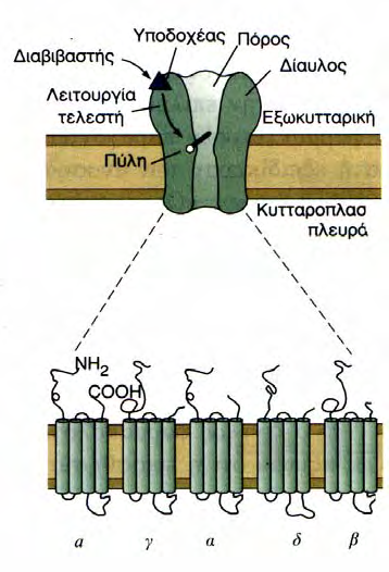 Κυτταρική Επικοινωνία Στην κατηγορία των υποδοχέωνιοντικών διαύλων (Εικόνα 17), το µηνυµατοφόρο µόριο όταν δεσµευτεί στον υποδοχέα, αλλάζει τη στερεοδιάταξή του ώστε να περάσουν µέσα από το δίαυλο