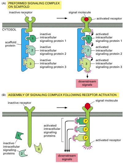 Κυτταρική Επικοινωνία Εικόνα 23. ύο τύποι ενδοκυτταρικών σηµατοδοτικών συµπλόκων. (Α) Προσχηµατισµένα σύµπλοκα σε µεγάλες πρωτεΐνες ικριώµατα.