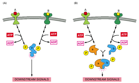 Κυτταρική Επικοινωνία (G-proteins) και οι µικρές µονοµερείς GTPases (monomeric GTP-binding proteins) (Εικόνα 28Β). Εικόνα 28. υο τύποι ενδοκυτταρικών πρωτεϊνών που δρουν ως µοριακοί διακόπτες.