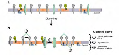 Κυτταρική Επικοινωνία Λιπίδια Εκτός από τις διάφορες κατηγορίες πρωτεϊνών (µηνυµατοφόρα µόρια, υποδοχείς, κινάσες, G πρωτεΐνες) που προαναφέραµε ότι παίζουν ρόλο µε τις αλληλεπιδράσεις τους στην