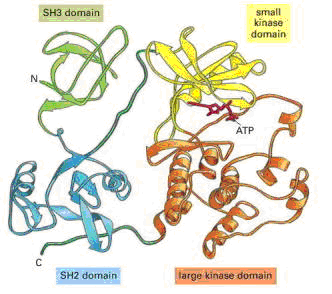 Κυτταρική Επικοινωνία Πρωτεΐνες µικροτσίπ. Πως µια πρωτεΐνη µπορεί να λειτουργεί ως «λογική πύλη»; Το παράδειγµα της πρωτεϊνικής κινάσης Src.