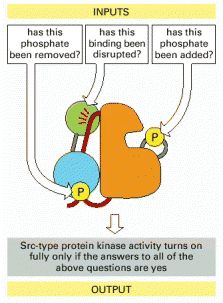Κυτταρική Επικοινωνία αντιδράσεις στο υπερβολικά πολύπλοκο (χαοτικό) σύνολο ερεθισµάτωνσυνθηκών που υπόκειται. Εικόνα 34. Οι κινάσες τύπου Src λειτουργούν ως «λογικές πύλες».