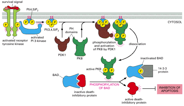 Ενδοκυτταρικά Μονοπάτια των MAPΚ (βλ. παρακάτω) που ρυθµίζει τον πολλαπλασιασµό της και τη διαφοροποίηση.